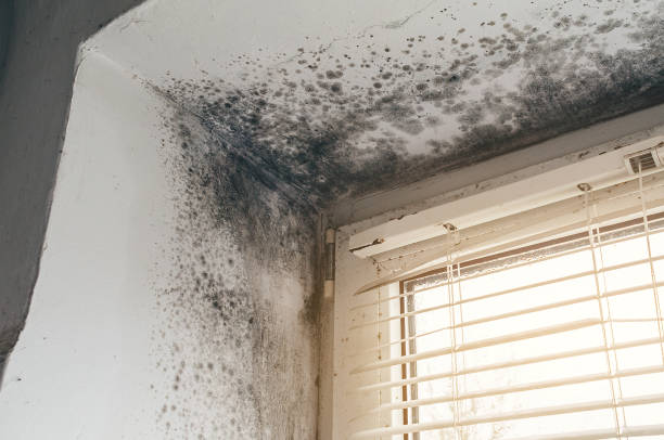 Affordable Mold Remediation solutions in Bentonville, VA